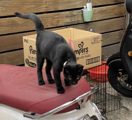 胡醒嵐/海外高中/106畢